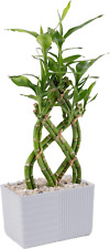 Lucky bamboo plant for sale  Denver