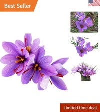 Saffron corms gmo for sale  Denver