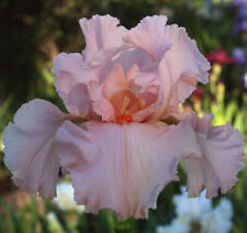 Magical encounter tall for sale  Mount Pleasant