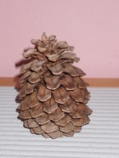Naturprodukt großer pinienzap gebraucht kaufen  Petersaurach