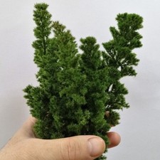 Teloxis conifera special usato  Spedire a Italy