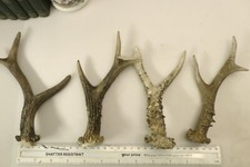 Roe deer antlers for sale  UTTOXETER