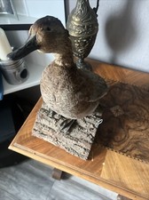 Schöne alte ente gebraucht kaufen  Osterode