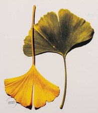 Arte grabado vintage Irving Penn impresión naturaleza muerta hojas de ginkgo ny 1990 mate 11x13 segunda mano  Embacar hacia Mexico