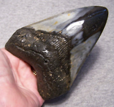 Megalodon shark tooth for sale  Shipping to Ireland