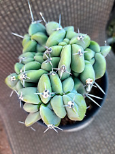 Myrtillocactus geometrizans cr for sale  USA