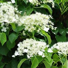 Climbing hydrangea 9cm for sale  GLASGOW