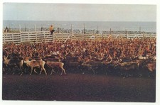 Reindeer herd annual for sale  North Haven