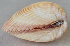 Atlantic giant cockle for sale  NEWPORT