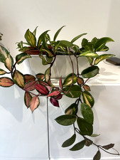Hoya carnosa tricolour for sale  BRISTOL