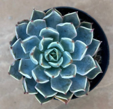 Echeveria allegra comes for sale  San Marcos