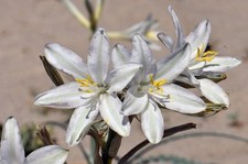 Hesperocallis undulata desert for sale  San Francisco