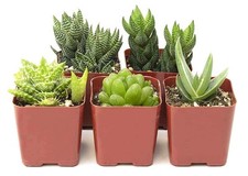 Haworthia collection assortmen for sale  Brentwood