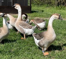 African goose fresh for sale  LISKEARD