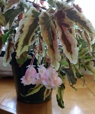 Begonia dainty spray for sale  Montague