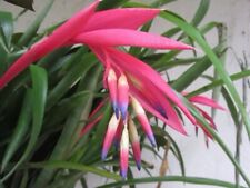 Billbergia nutans queen for sale  PRESTON