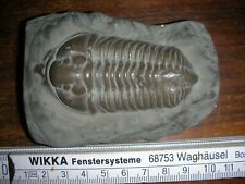 Trilobit replik silur gebraucht kaufen  Sinsheim