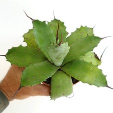 Agave parryii becky usato  Napoli