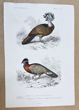 Gravure coloriée oiseaux d'occasion  Toulouse-