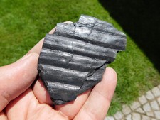 Pflanzenfossilien syringodendr gebraucht kaufen  Limbach-Oberfrohna