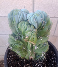 Myrtillocactus geometrizans cr for sale  USA