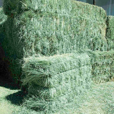 Teff hay seed for sale  Culver