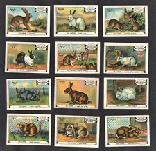 Rabbit breeds full d'occasion  Expédié en Belgium
