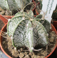 Astrophytum crassispinoides at for sale  BRISTOL