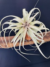 énorme tillandsia xerographic d'occasion  Aire-sur-l'Adour