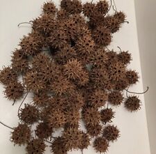 100 sweet gum for sale  Narberth