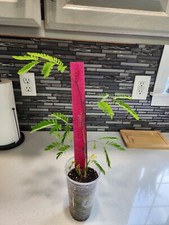Pride barbados poinciana for sale  Salem