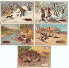 Kaufmannsbilder serie pelztier gebraucht kaufen  Deutschland