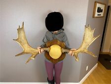 Shiras moose antler for sale  Moscow