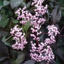 Sambucus nigra black for sale  STOKE-ON-TRENT
