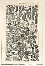 Molluscs snails gastropods for sale  NORWICH