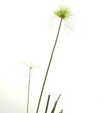 Cyperus papyrus papyrus usato  Napoli