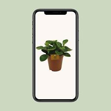 Peperomia red canyon d'occasion  Expédié en France