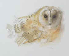 Barn owl wildlife for sale Barn owl wildlife for sale  SALISBURY