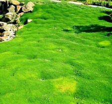 Irish moss 1000 for sale  BROCKENHURST