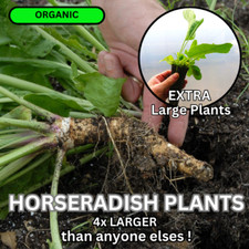 Horseradish plants pack for sale  BEDFORD