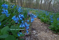 Roots virginia bluebells for sale  Soldiers Grove