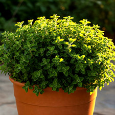 4000 oregano seeds for sale  Greenville