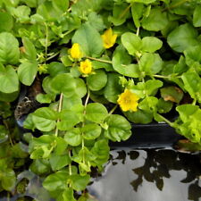 Clump creeping jenny for sale  LOUTH