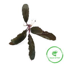 Bucephalandra brown ghost gebraucht kaufen  Neustadt/Dosse