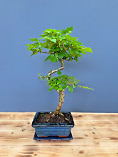 Zimmerbonsai bonsai chinesisch gebraucht kaufen  Böhl-Iggelheim