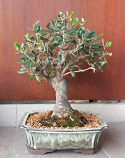 Bonsai olivo europeo usato  Segrate