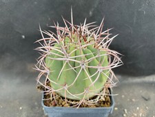 Denmoza rodacantha cactus usato  Massafra