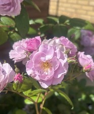 Lilac bouquet 4ltr for sale  SPALDING