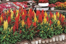Celosia century mixed for sale  OLDHAM