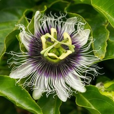 Passiflora edulis frederick for sale  IPSWICH